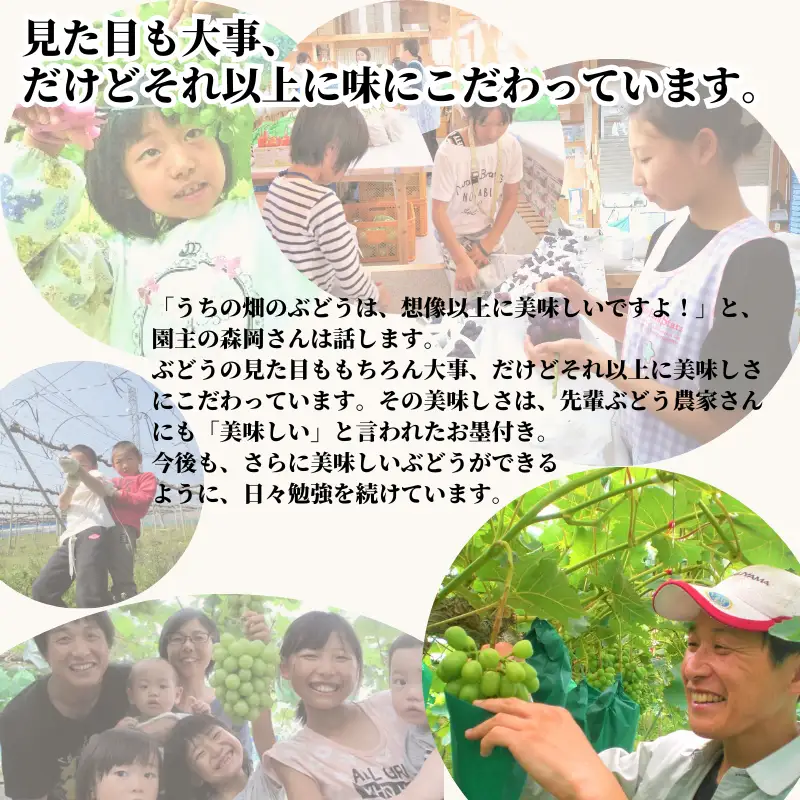 【家庭用】 もりおか農園のよろこびぶどう ピオーネ 約2kg 3～5房 【先行予約 2026年9月上旬から順次発送】