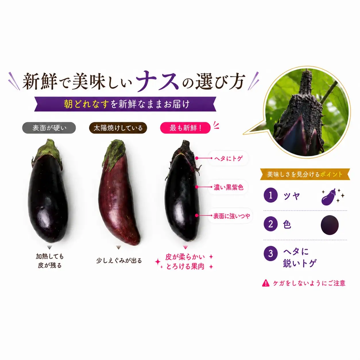 スピード発送【今が旬☆新鮮！朝どれナスをドドンと1.5kg ‼】期間限定 朝採れ 産地直送 おひさま農園 高知県 室戸市
