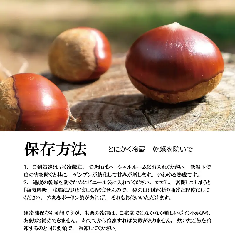丹波くり 4L 500g とれたて / 栗