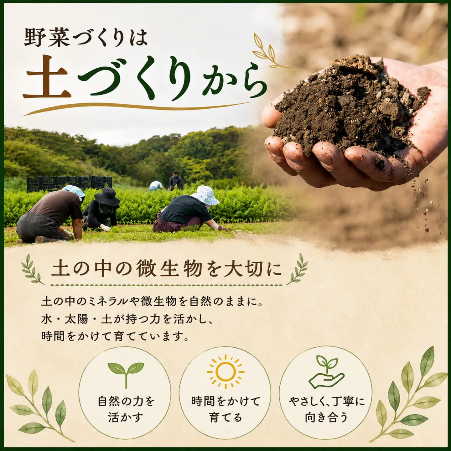 定期便 旬野菜セット 全3回 毎月