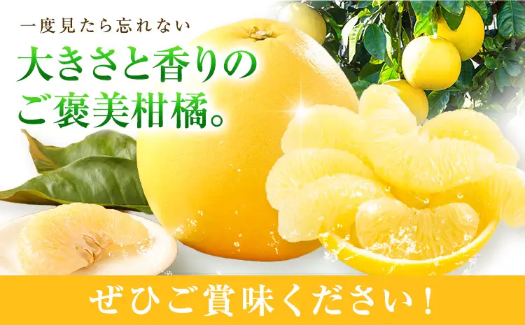 柑橘 晩白柚 2L 5玉 10kg 日本フルーツ株式会社