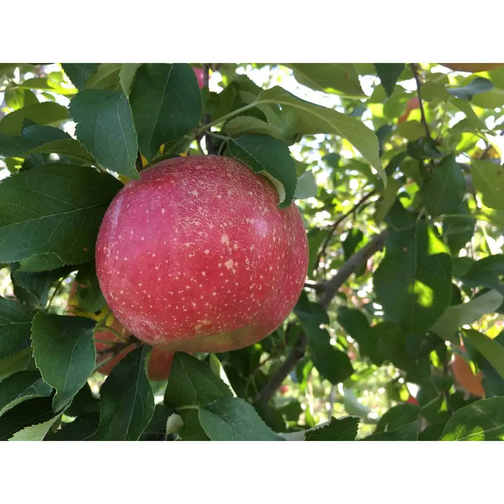 【数量限定】信州訳あり定期便3回｜りんご三種食べ比べ2kg
