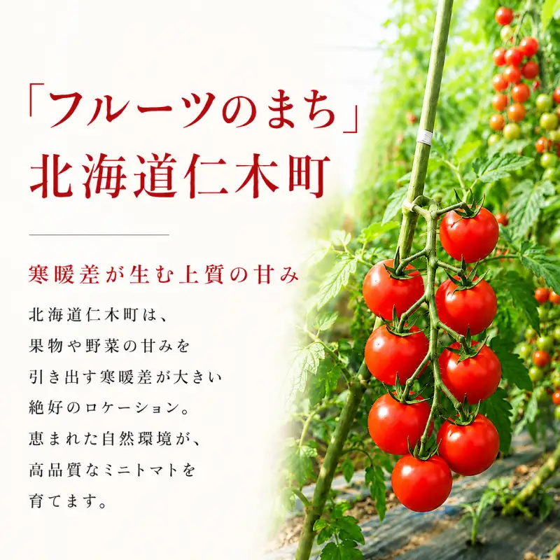 2027年発送 先行受付[栽培期間中 農薬・化学肥料不使用] 北海道 仁木町産 ミニトマト エコスイート 1.2kg×1箱 サイズ混載 トマト 野菜 [Farm Watanabe]