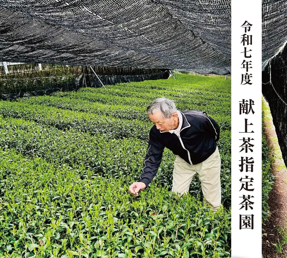 【手摘み茶】 浅蒸し さえみどり 50g × 2袋 緑茶 日本茶 藤枝市 静岡県