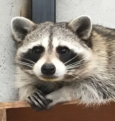 宇都宮動物園 年間パスポート 大人（中学生～）1名様分 | 栃木県 宇都宮市 動物園 どうぶつえん 年パス 施設利用券