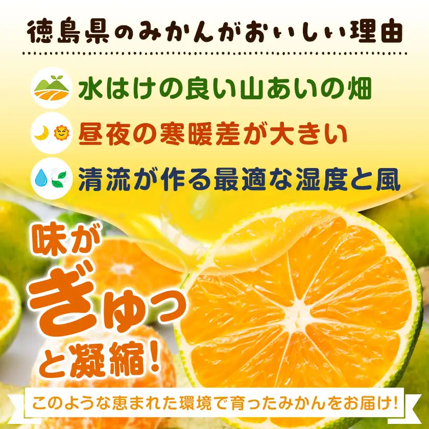 ご家庭用 早生みかん ご家庭用 みかん 約5kg