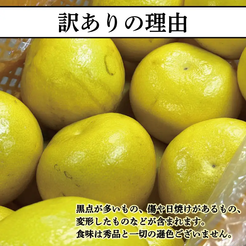 【訳あり】文旦 10kg L～4L 土佐文旦 大北果樹園