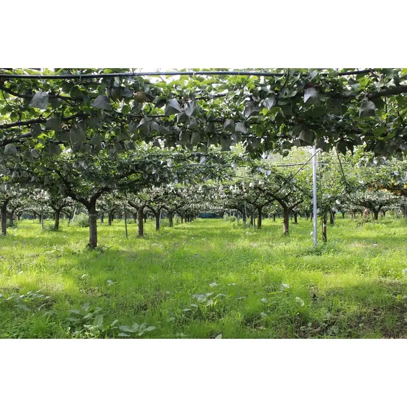 京丹後産 二十世紀梨 約5kg（13玉前後）梨