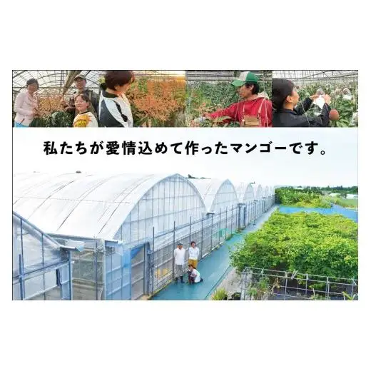 《2026年発送》宮古島すがわら農園 【訳あり】 キーツマンゴー １玉（FR009)