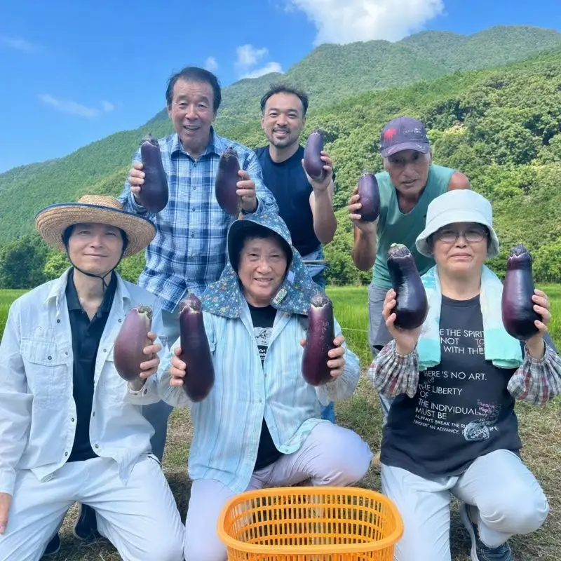 訳あり品 伝統野菜 ぼたなす 訳あり 2㎏ ｜ ナス