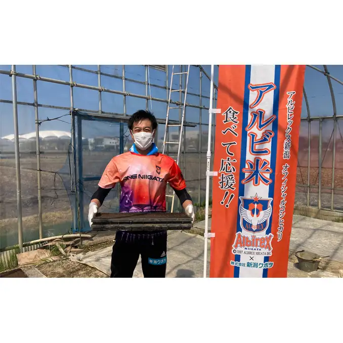 【先行予約】R8年産【アルビ米】新潟産コシヒカリ精米2kg×2袋 お米 白米 ブランド米 銘柄米 ご飯 おにぎり お弁当 和食 主食 国産 炭水化物 直送 産地直送