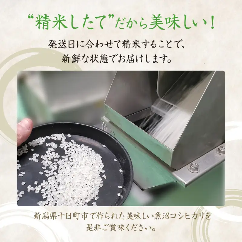 【令和8年産 先行予約】【6ヶ月定期便】特別栽培米 魚沼産こしひかり(十日町地域) 精米 10kg(5kg×2) 米 お米 コシヒカリ 定期 十日町市