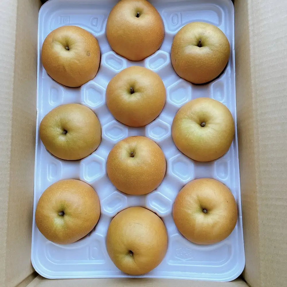 有梨の実石田 新興梨 進物5kg 【鳥取県 境港市】
