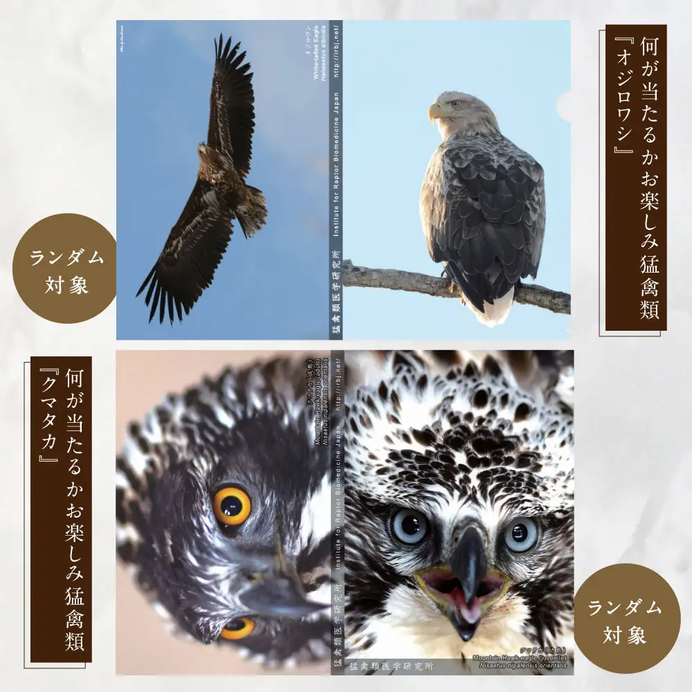 【 7日程度で発送 】 猛禽類医学研究所オリジナルクリアファイル 3種セット クリアファイル ファイル 文房具 猛禽類 野生動物 動物 野生 シマフクロウ オジロワシ フクロウ ワシ 雑貨