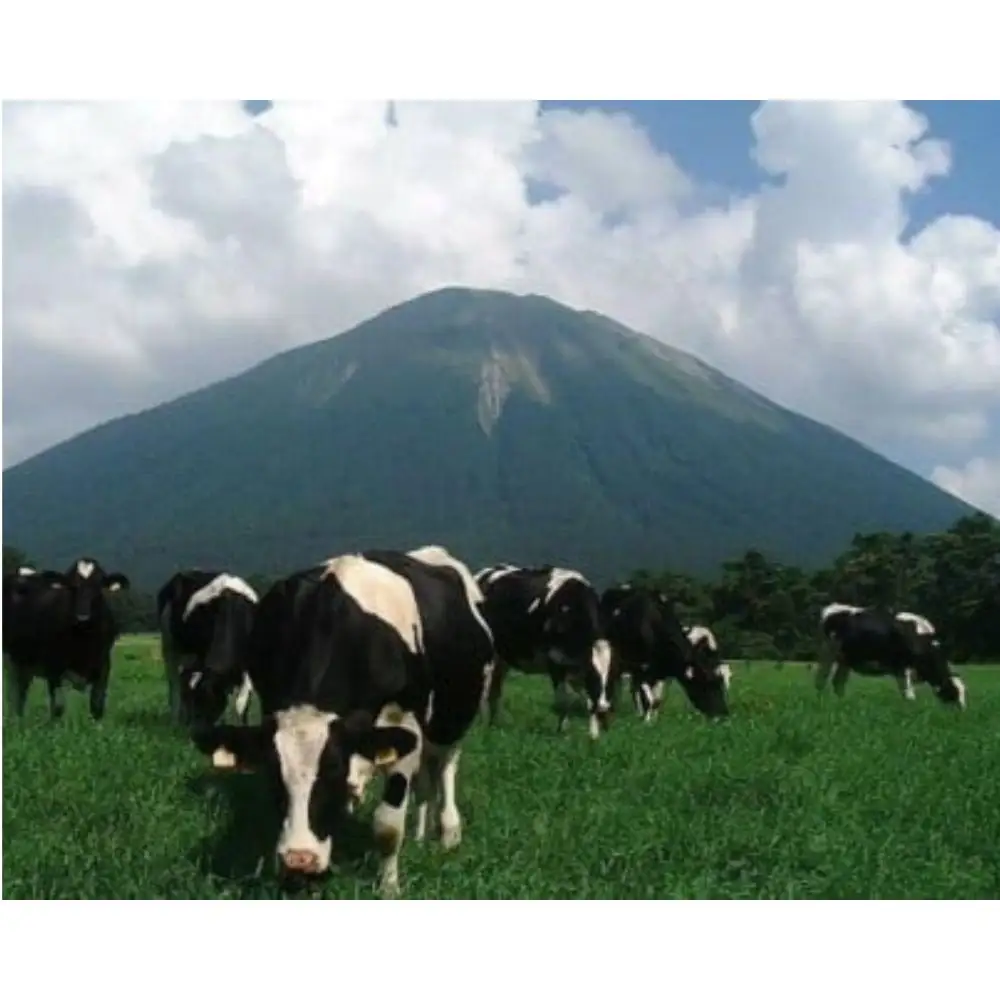 【大山乳業】白バラプレミアムアイスギフト8個入り （4種類 計8個） クリームチーズ スイーツ アイス