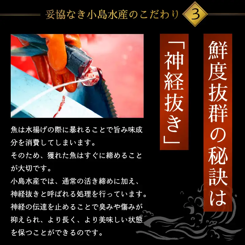 乙女 ブリ 半身 カマ付き 900g以上 冷凍 約 5 ～ 10 人前 神経締め 産地直送 新鮮 真空パック ブランド 鰤 ブリしゃぶ しゃぶしゃぶ 煮付け 塩焼き 照り焼き 切り身 刺身 刺し身 さしみ 海鮮 かいせん さかな 高知県 須崎市 ks045