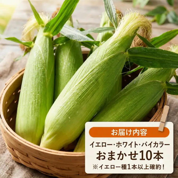 【先行予約】 (2026年11月~順次発送) 【とうもろこし】 南国フルーツコーン福袋 10本 ( イエロー 、 ホワイト 、 バイカラー からランダム) 高知県産 とうもろこし