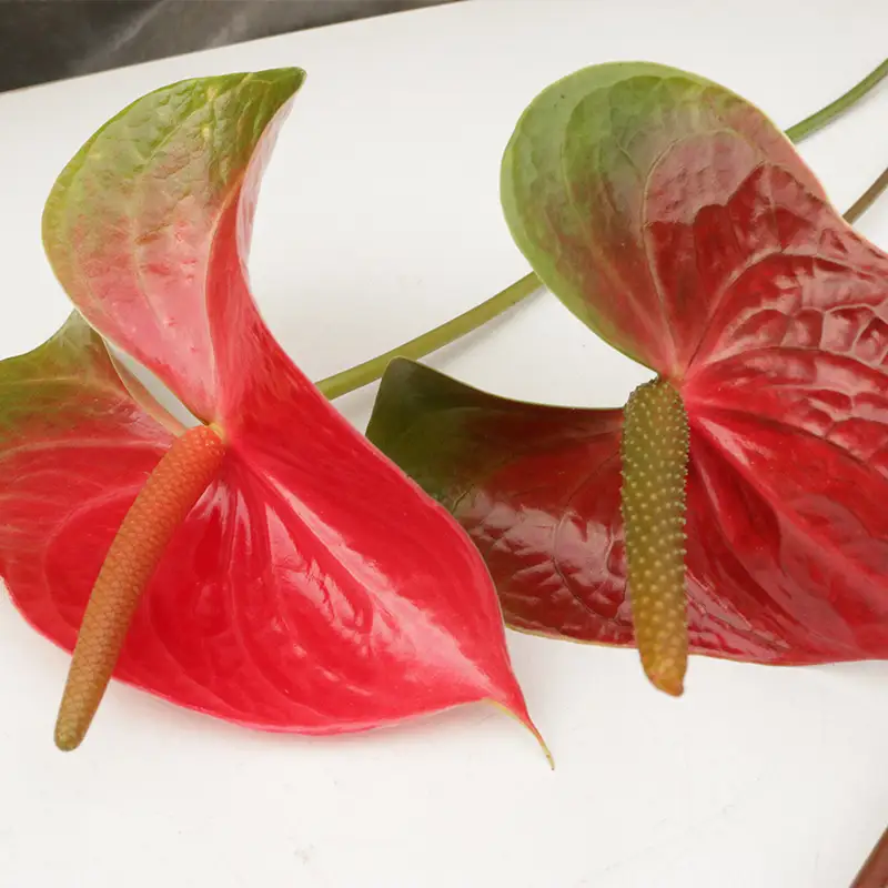 川俣町産 アンティーク アンスリウム 福島県 ハウス 栽培 インテリア 自然 植物 花 切り花 FAF-0242