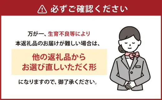 『まるでお姫様のような高級大粒いちご』 大粒いちご 250g×4パック 約1kg （ゆうべにまたは恋みのり） 熊本県産 【2027年1月下旬発送開始】 フルーツ くだもの 果物 イチゴ 苺 いちご ゆうべに 恋みのり おやつ 国産