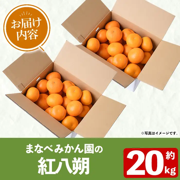 ＜先行予約受付中！2027年2月上旬以降順次発送予定＞まなべみかん園の紅八朔(約20kg) 国産 鹿児島県産 阿久根市産 柑橘類 果物 フルーツ べにはっさく 期間限定 数量限定 贈答用 ギフト デザート 【有限会社まなべみかん園】akn034-18