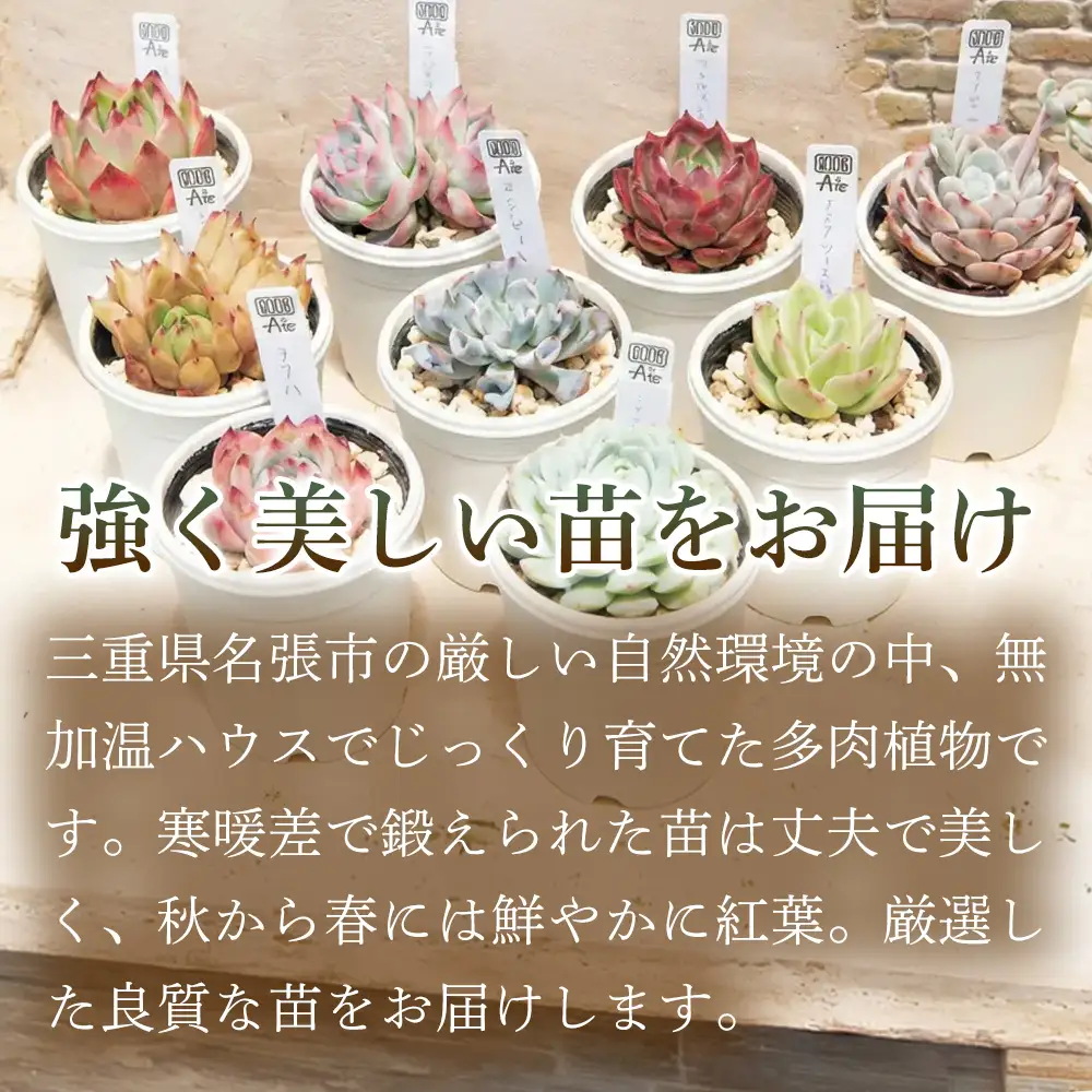【届いてすぐ楽しめる！】多肉を育ててみたい方へのセット商品寄せ植えキット（鉢付）【A】 ・苗・土・伊賀焼オリジナル陶器鉢2.5号 1セット 多肉植物 家庭菜園 伊賀焼 陶器鉢 土 苗 初心者 簡単 色鮮やか 三重県 名張市 ビードロ