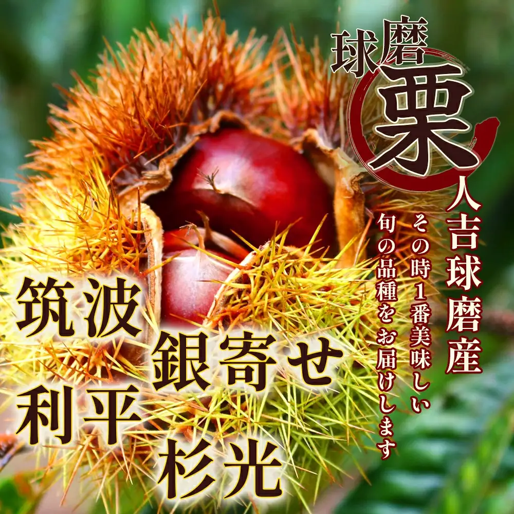 【2026年9月下旬から順次発送】JAくま 【球磨 栗】 2kg 先行予約 栗 くり 熊本県産 多良木町 くり マロン 和栗 旬 味覚 甘い ほっくり 山海の味覚 和 スイーツ フルーツ 果物 くだもの 果実 087-0657