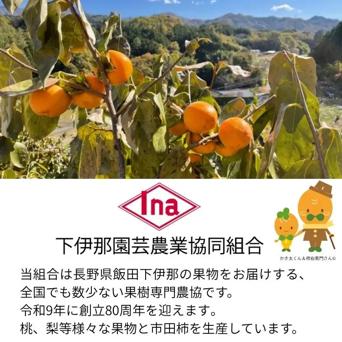 【年明発送】南信州産GI登録商品【市田柿】 約1kg袋 ＜2027年1月中旬～発送予定＞