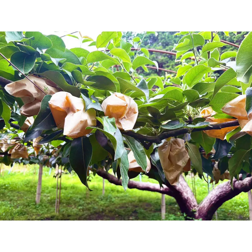 東商果樹園 二十世紀梨(赤秀)3kg(８月下旬から発送）