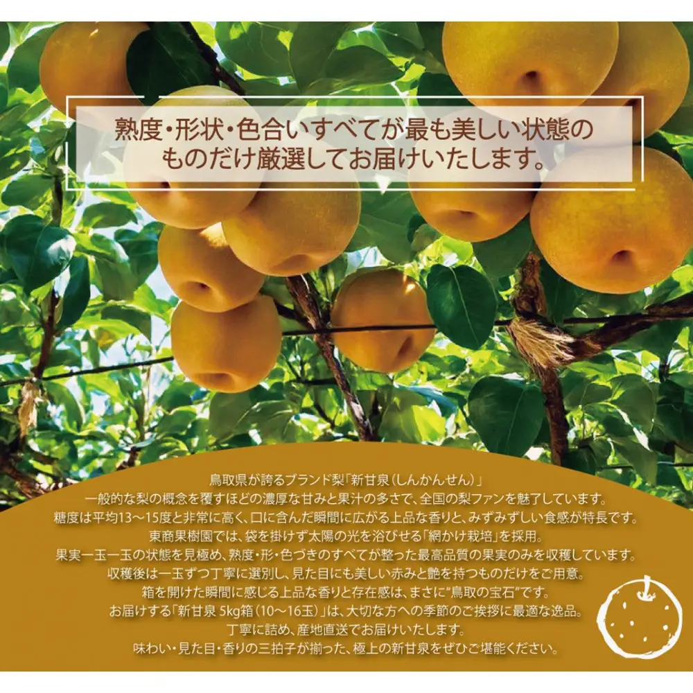 東商果樹園 新甘泉(赤秀)5kg(８月下旬から発送）