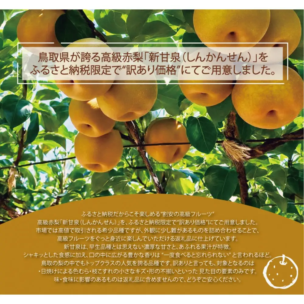 東商果樹園 新甘泉(訳あり)5kg(８月下旬から発送）