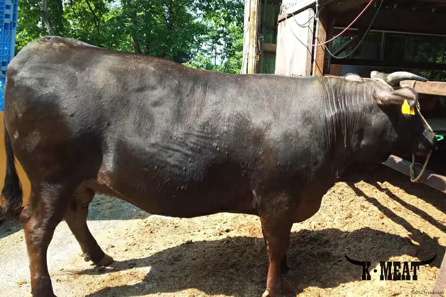 ハンバーグ 【レンジで温めるだけ】上市町産黒毛和牛「劔」100％使用したハンバーグ 200g×5個 [K・MEAT 富山県 上市町 32280048] ハンバーグ はんばーぐ 美味しい 黒毛和牛 冷凍 レンジ 温めるだけ