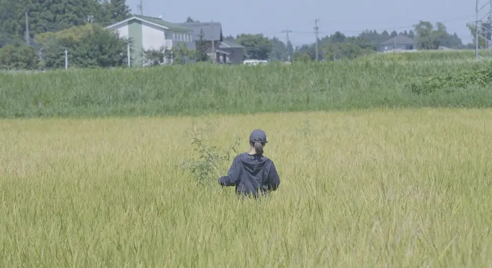 【令和7年産】上市町産コシヒカリ「剱米」（白米）5kg　 [ソムリエH 富山県 上市町 32280236-r6-03] 　お米 コメ ご飯 ごはん ご飯 ごはん こしひかり