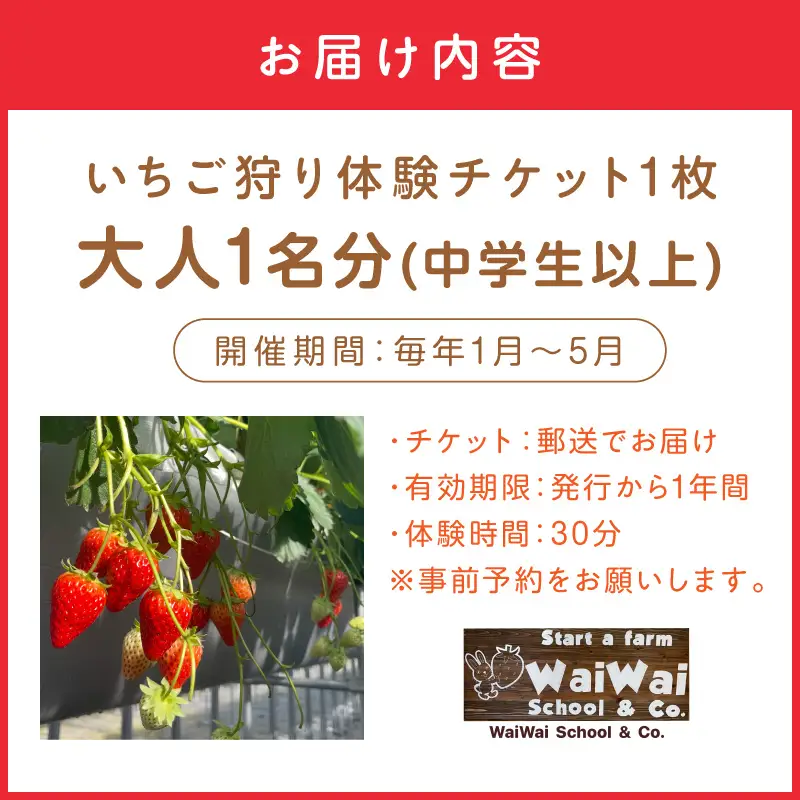 いちご狩り体験チケット（大人1名）【ふるさと納税3.0】【117D-002】