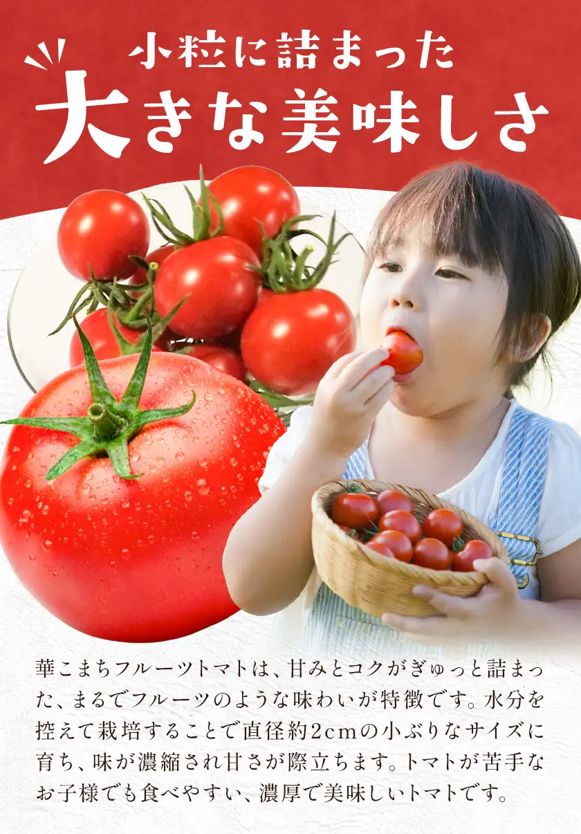 【8回定期便】トマト 華こまち フルーツトマト 200g×4パック ×8回 吉祥庵園芸《11月上旬-6月上旬頃出荷》鹿児島県 さつま町 野菜 トマト お取り寄せ