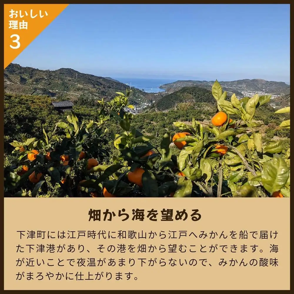 とれたてしもつみかん 10kg 家庭用｜和歌山県海南市の下津みかんを産地直送でお届け［2026年11月発送開始］