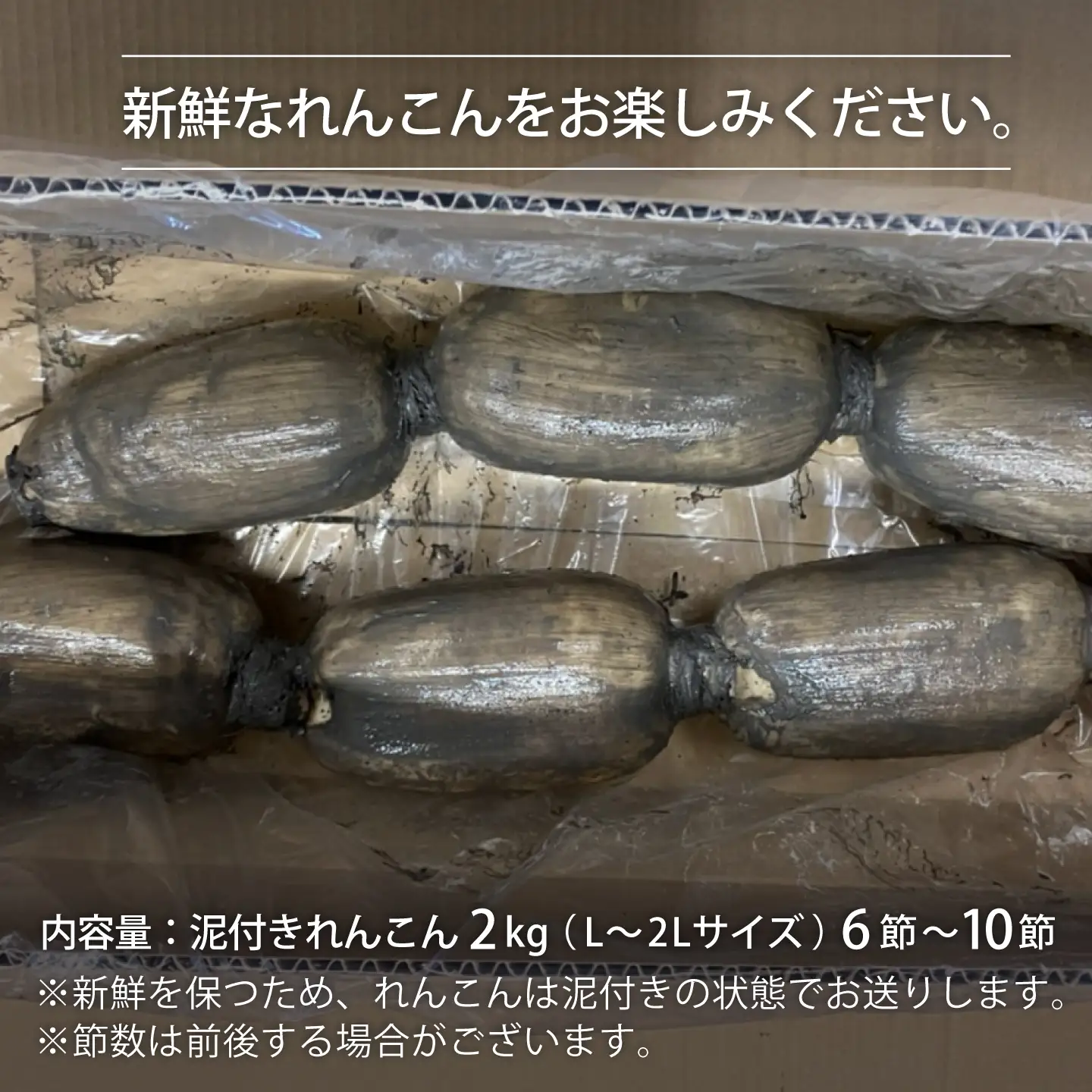 【先行予約 2027年1月～発送】【年明発送】こだわり白石れんこん 2kg[IAW011]
