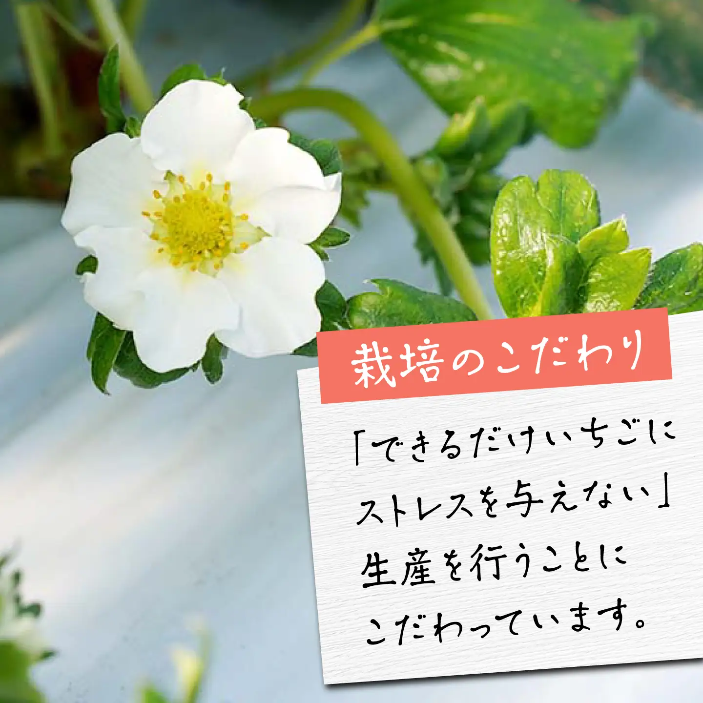 【先行予約 2027年1月〜発送】さがほのか150g×6パック 【鐘ヶ江農園】[IBH021]