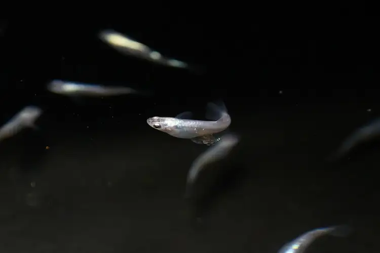 下総めだかの学校厳選！紫陽花（あじさい）めだか 2ペア4匹 生き物 鑑賞
