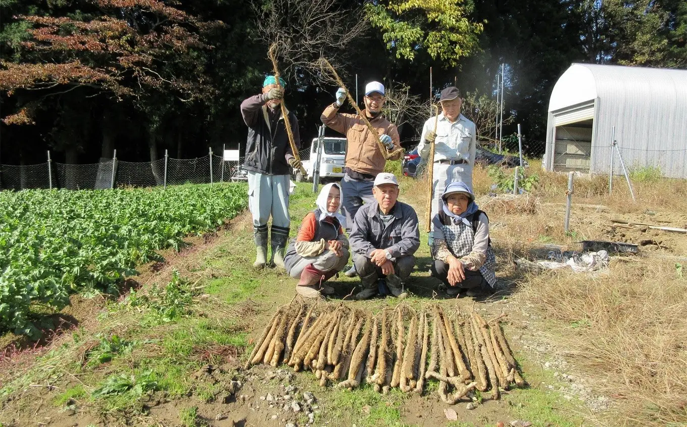 【先行予約・数量限定】小清水の自然薯 サイズ不揃い 2kg（約4～7本入） じねんじょ山芋 とろろ 訳あり[Y0629]