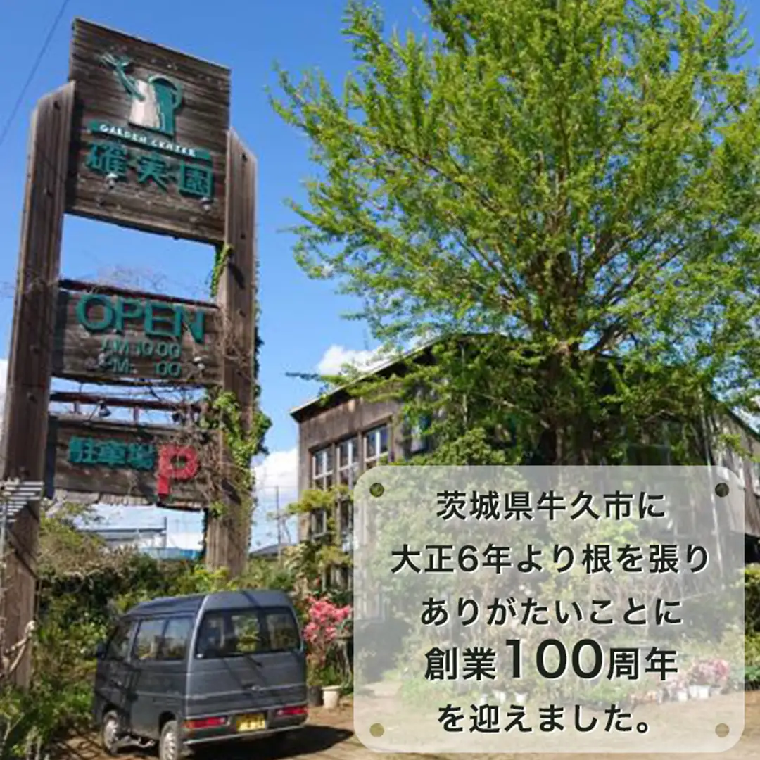 メディア出演多数のプロが厳選！季節の草花 【 秋 】 詰め合わせセット（約20ポット） 