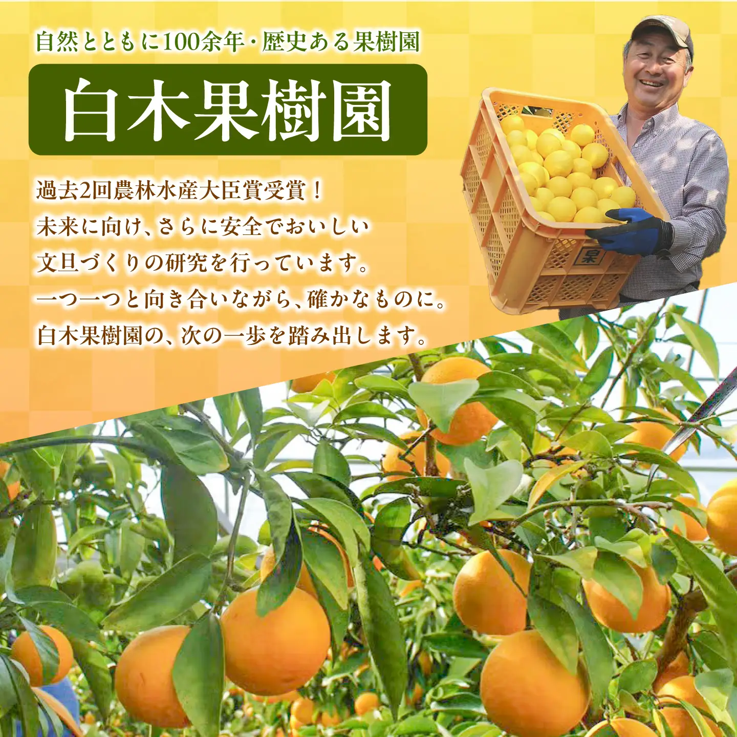 【4回定期便】バラエティ文旦 贅沢コース〈水晶文旦・温室文旦・贈答品 土佐文旦 〉/ 文旦 ぶんたん ブンタン 土佐文旦 水晶文旦 温室文旦 柑橘 フルーツ 果物 くだもの 定期便【白木果樹園】[BQAI061]