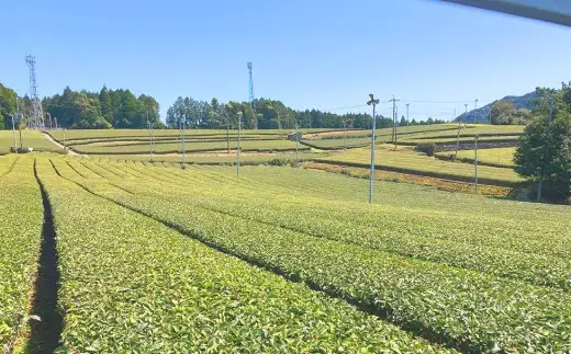 熊本水俣にある桜野園のお茶 自然栽培の煎茶「蒼」3個セット お茶 茶葉 緑茶 熊本県産 九州産 ギフト 贈りもの 