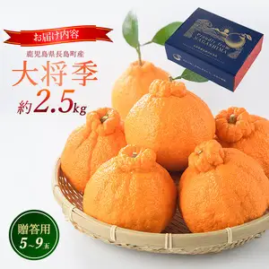 長島町産 大将季（ハウス） 贈答用 (約2.5kg) 3月中旬発送 【長島柑橘直販合同会社】kanchoku-1659