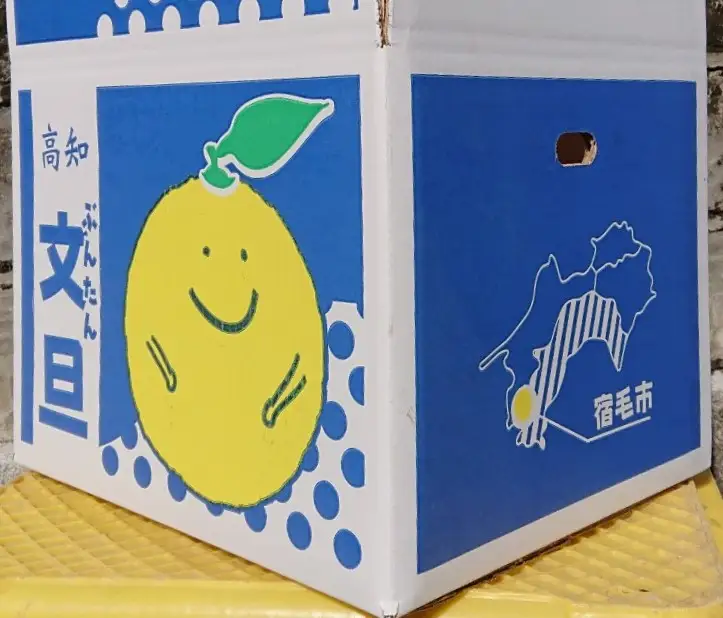 土佐文旦 5kg 家庭用 大玉 文旦