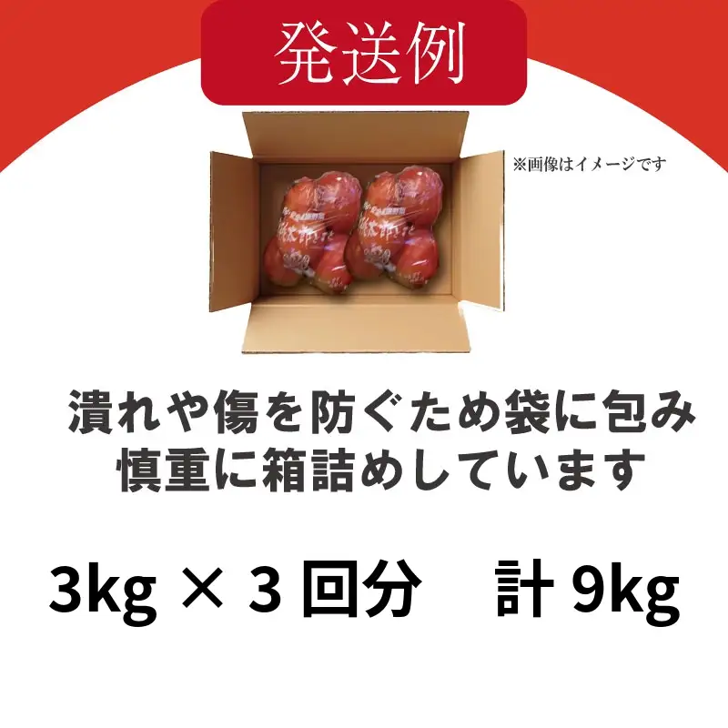 【2027年2月~発送】定期便 3回 訳ありトマト 3kg とまと  桃太郎トマト 野菜 果物 やさい 産地直送 農家直送
