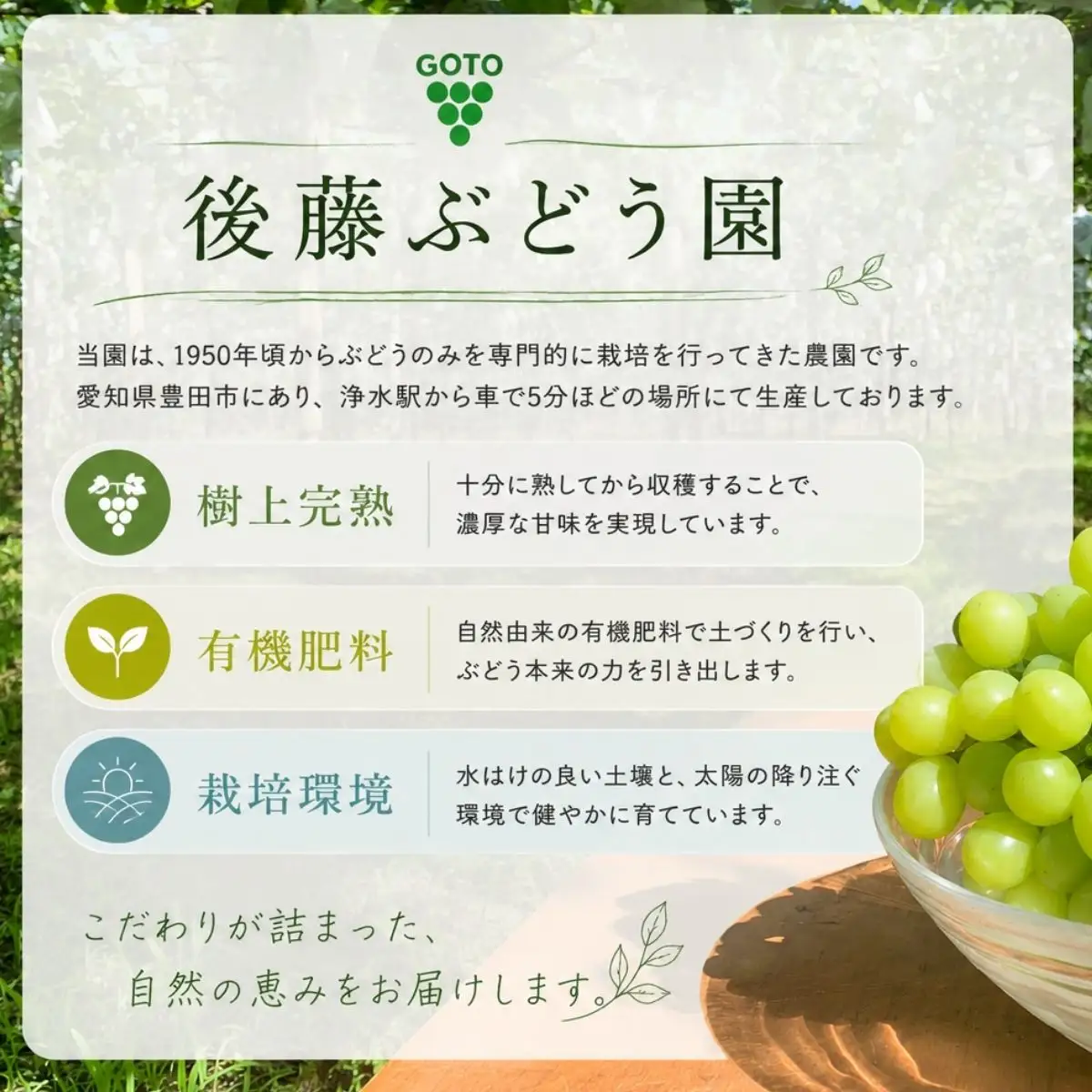 訳アリ 種無し巨峰 約3kg  | 訳あり