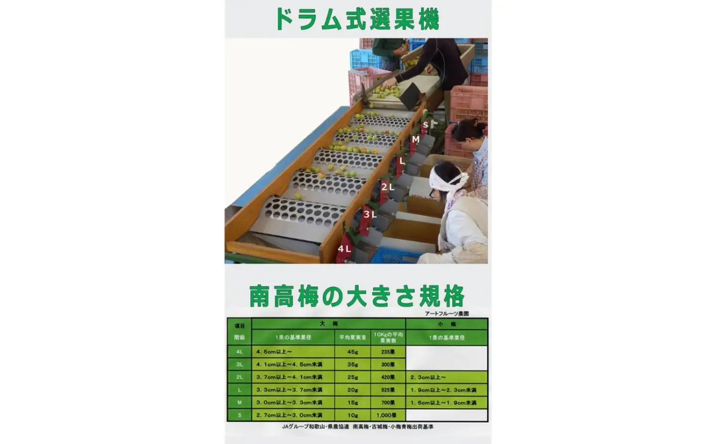 ［梅干・梅酒用］大玉4Lサイズ約10kg熟南高 生梅 ＜2027年6月上旬～7月中旬発送予定＞［ART22］
