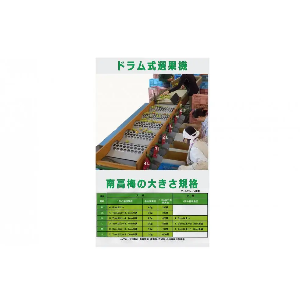 ［梅干・梅酒用］大玉4Lサイズ約2kg 熟南高 生梅 ＜2027年6月上旬～7月中旬発送予定＞［ART21］