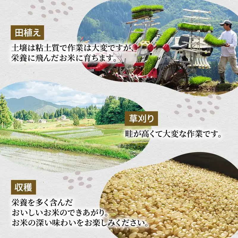 令和8年産 先行予約 ツバメの飛び交う棚田米 精米3kg お米 白米 ライス ご飯 ブランド米 銘柄米 コシヒカリ 魚沼産コシヒカリ 新潟県産 魚沼市産 