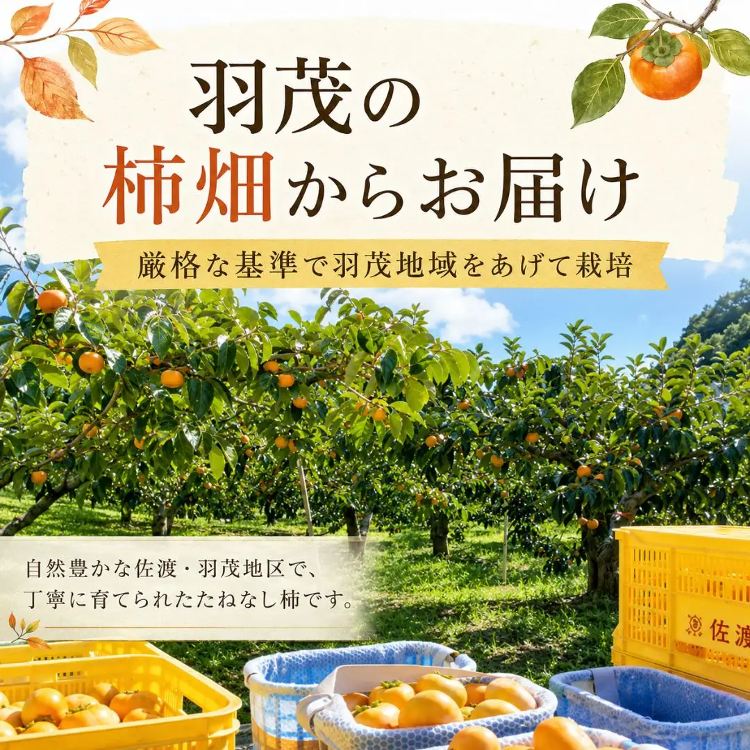 柿 たねなし柿 5kg 訳あり